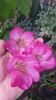 received_6043760719061491