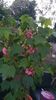 received_205726989119395