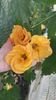 received_225468260332073