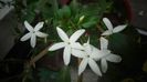 Jasmin azoricum