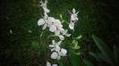 Delphinium anual