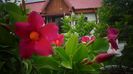 Mandevilla