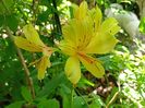 Alstroemeria Summer Samba 2