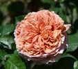 Belle DAnjou (tufa) 60