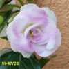 Img-2023.06.30