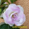 Img-2023.07.02