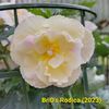 Img-2023.07.04