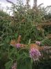buddleja roz