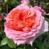 Abraham Darby (tufa) 70