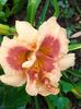 Al cincilea hemerocallis inflorit