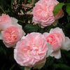 Sharifa Asma (tufa) 60