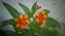 Asclepias curassavica,minunata...