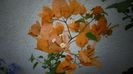 Bougainvillea