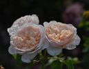 Rose de Tolbiac (urcator) 70