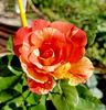 Sorbet Fruite (urcator) 70