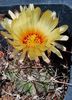 Astrophytum capricorne