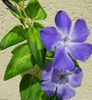 Vinca major(floare mare) variegata