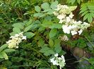 Hortensia pan. Kyushu