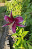 lilium asiaticum "Sumatra"