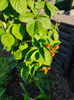 Rubus fruticosus-mure
