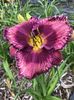 Rossens Violet on Violet - Harry 2017 SE
