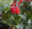 Red rambler