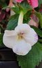 Rf's Mexican Burgundy White