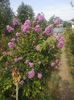 Liliac indian mov Powhatan