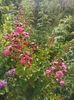 Lagerstroemia rosie Dinamite