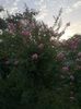 lagerstroemia roz deschis Siux
