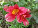 Alstroemeria Majestic Jupiter