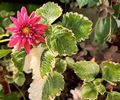 Toate florile