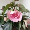 Double Pink Rose