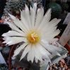 Astrophytum myriostigma var. strongylogonum