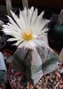 Astrophytum myriostigma var. strongylogonum
