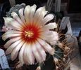 Astrophytum senile v. aureum