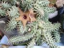 Huernia pillansii