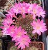 rebutia senilis v. lilacinorosea