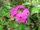 Early Magenta