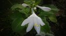 Hosta