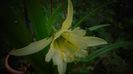Hymenocallis festalis (ismene)