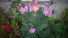 Anemone sylvestris