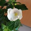 White Glory