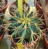 Ferocactus glaucensces 