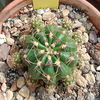 Matucana polzii 