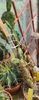 Opuntia canterae 