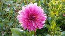 Cafe au lait rose