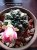 Gymnocalycium Baldianum