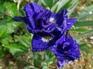 Concord Crush (sibirica)