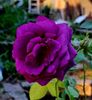 Parfum de Reve (tufa) 70
